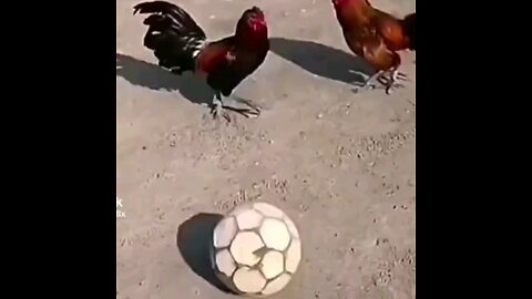 Chicken football match🤣 interesting video