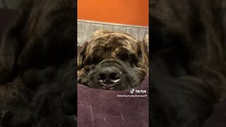 Colby The Mastiff Puppy #puppy #puppydog #dog #dogshorts #dogsoftiktok