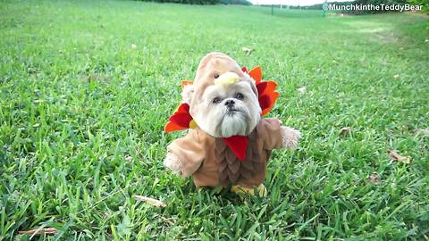 Happy Thanksgiving from Munchkin the Teddy Bear!