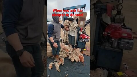 Shearers Doing Wool #sheep #shearing #farmlife #sheepsheep #ewes #sheepshed #sheepfarming #wool