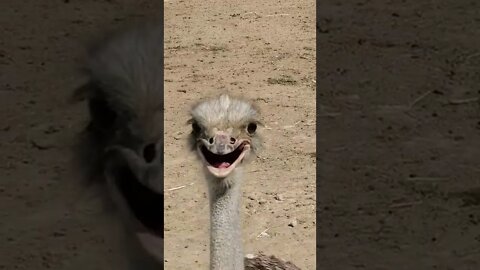 Cute ostriches [MUST SEE!] (check out original clip in description) #shorts
