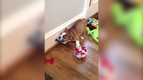 Bulldog Puppy Loves Playing With A Doorstopper