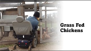 Grass Fed Chickens