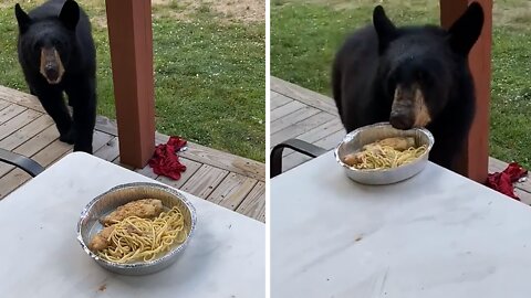 Gentle Black Bear Makes A Mess Of His Lunch