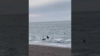 Orca on the beach....