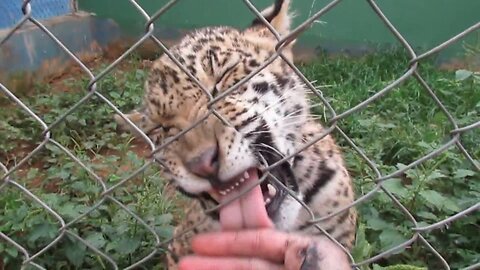 Rescued jaguar cub adorably wants attention