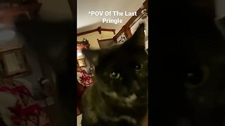 POV Of The Last Pringle In The Can #shorts #cat #funny #animals #pets