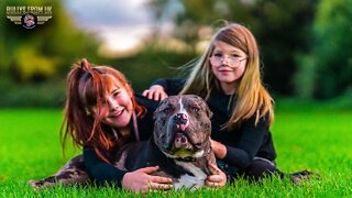 How This Dog Helped A Girl With Autism | Bully's From UK