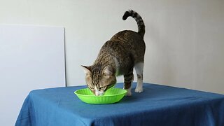 This Cat Refuses to Eat on the Floor