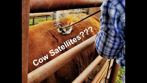 USDA Satellite Predictions (In the Chute - Round 64)