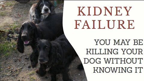 Dog kidney failure / renal failure in dogs or cats - Cocker Spaniel