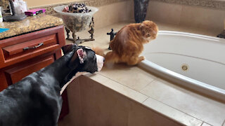 Great Dane Puppy Tattles On Cat For Turning On The Tap