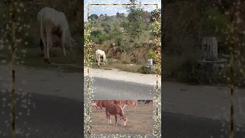 Beautiful cows together grazing beside the road,#shorts,#cowsgrazing,#gowmata,#animal,#animallover