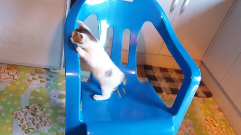 A cat who succeeded in climbing a chair(50day old cat - part9)