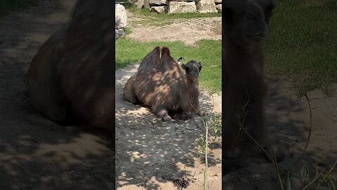 2 Camels and a Canadian Goose #shorts #enterthecronic #zoo #canada
