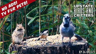 Upstate Birds And Critters: Ep 24 — 091123 [ No ads ] Cat And Dog TV