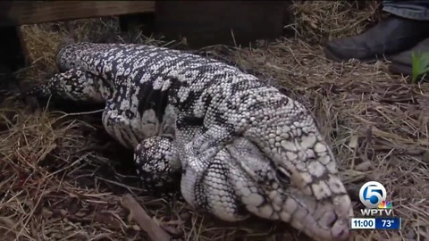 Tegus will be hunted in Florida, but will it make a difference?