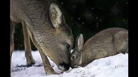 This Rabbit had a bad day today,watch how this deer treating the rabbit