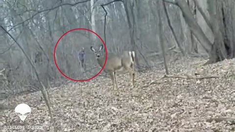 Two humanoid figures/Bigfoot's? 'SOMETHING' captured on live stream stalking a deer & UFO sightings.
