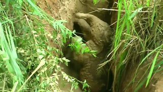 Baby elephant rescued after falling into mud pit in Sri Lanka