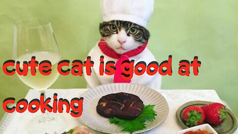 Cute cat cooking at home