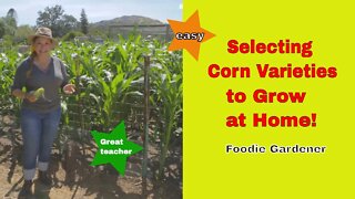 Selecting Corn Varieties to Grow at Home 🌽 Understanding Corn Growth and Pollination Foodie Gardener