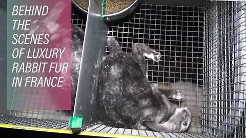 Fashion brands torture rabbits for fur