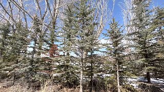 Vlog - What will we do with the healthy bits of spruce?