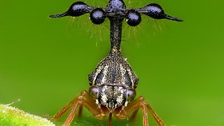Bizarre rainforest insect resembles a helicopter
