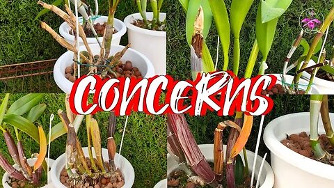 Why Pseudobulbs Decline | Most Common Influences | Call to Action Treatment Care #ninjaorchids