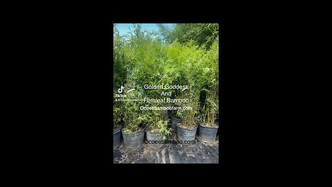 Golden Goddess - Fern Leaf - Seabreeze - Black Bamboo - Dwarf Buddha Ocoee Bamboo Farm 407-777-4807