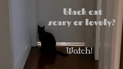 Black cat scary or lovely.