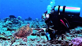 Friendly sea turtle approaches scuba diver for a handshake