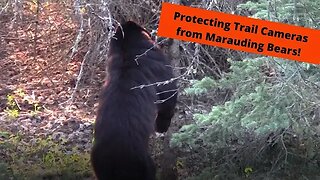 Bear Baiting | Protecting trail cameras from bears