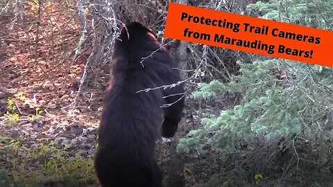 Bear Baiting | Protecting trail cameras from bears