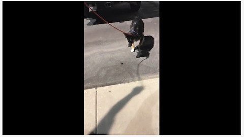 Excited dog plays with large flying bug