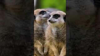 Cute And Curious Little Meerkats