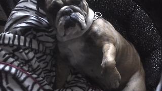 English Bulldog snorts while getting scratched
