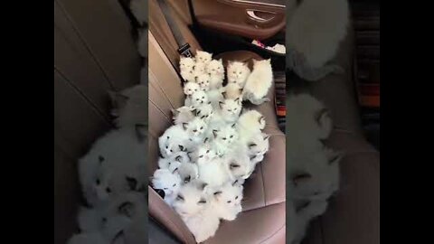 Cute kitten inside the Car seat