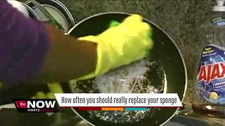 How often should you replace your sponge