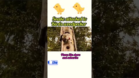Snake attacked to bird woodpecker ®