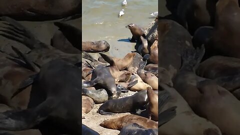 Seal climbs over group of seals