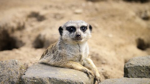 MEERKAT - Animals For Kids - Know The Animal