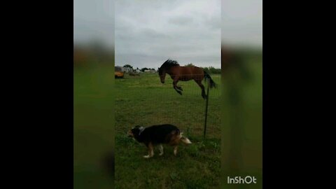 Wild Mustang And Dog Play With Each Other