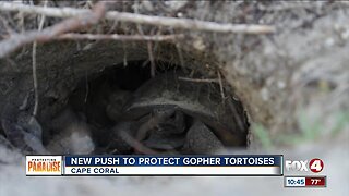 Environmental group pushes to protect gopher tortoises