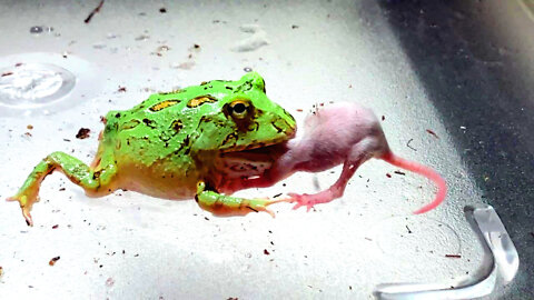 PACMAN FROG Eats A Baby Mouse. Live Feeding Video!