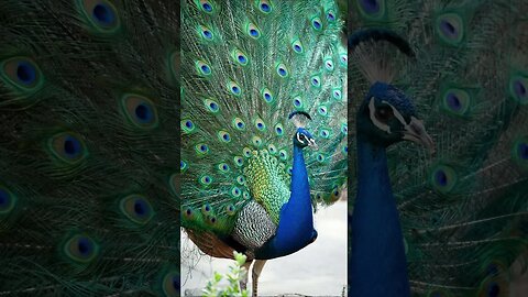 Peacock sounds relaxing music #relaxingmusic #shorts #youtubeshorts #peacock