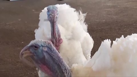 Pardoned turkeys arrive at Virginia Tech