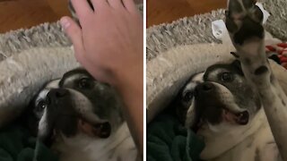 Indifferent dog nonchalantly gives high-fives