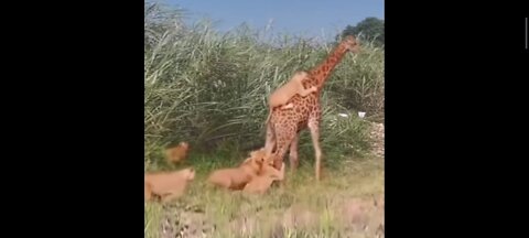 Tigers attack giraffe - danger moment - animalden